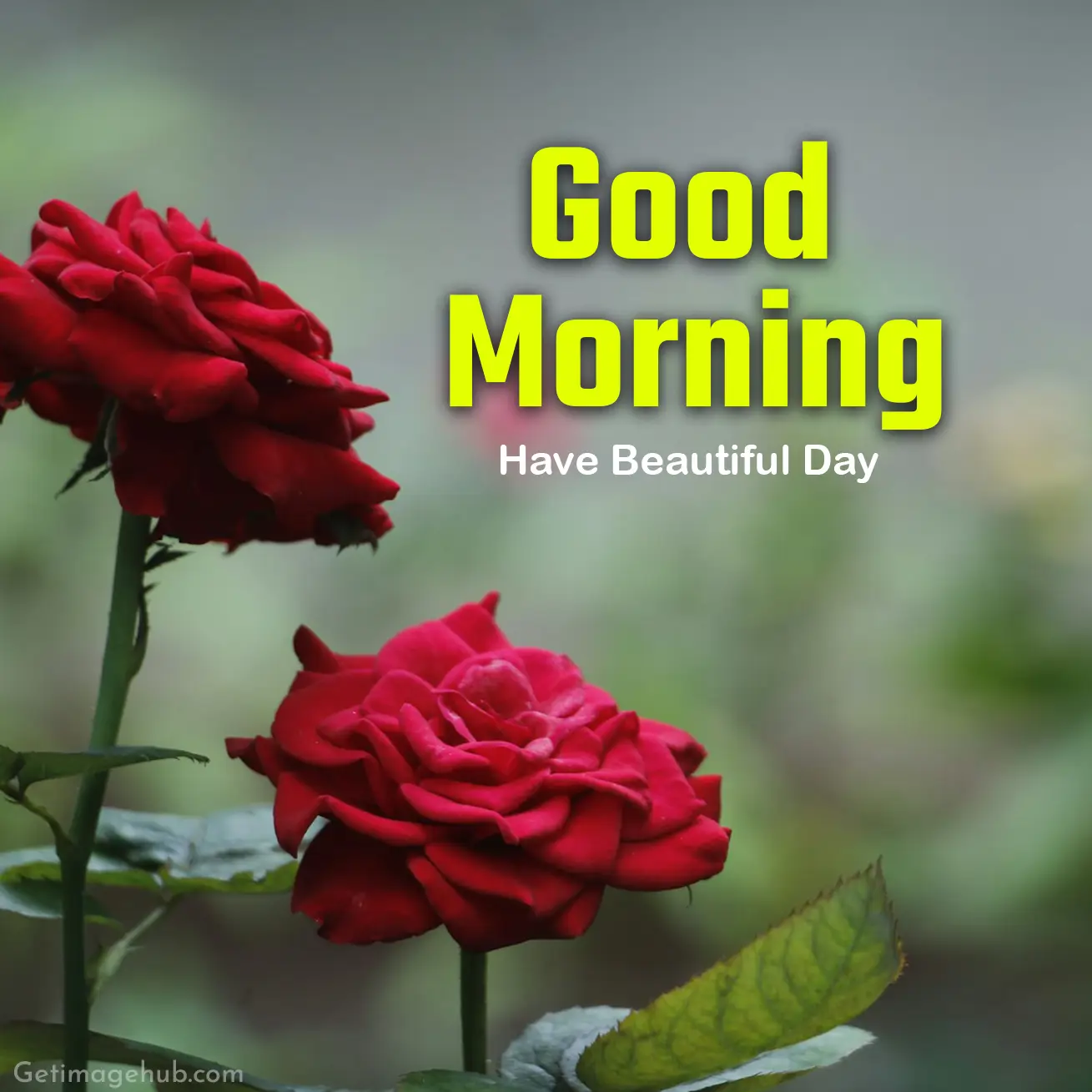 Good morning red roses pictures