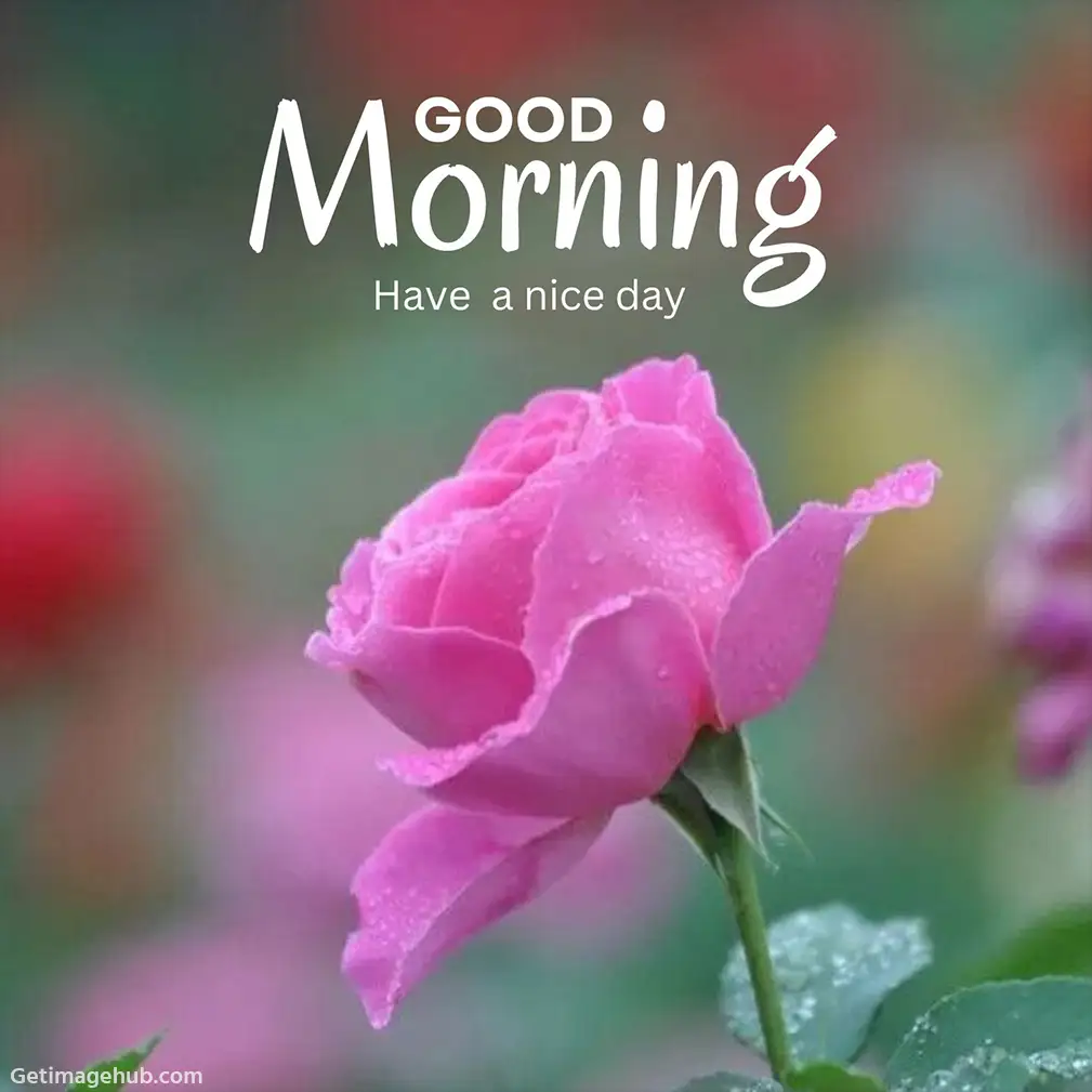 Good Morning Rose Images: HD Rose Flower Photos in Morning