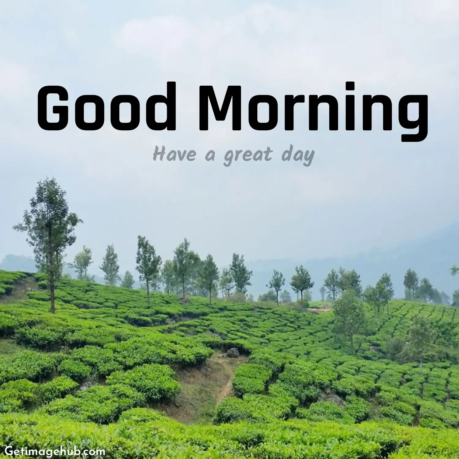 Best Good Morning Images Village