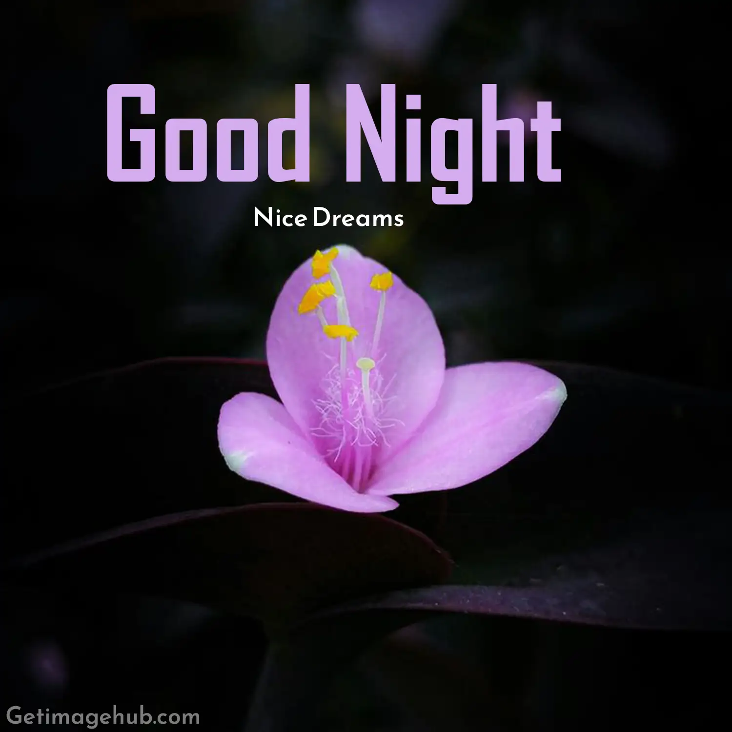 The most beautiful good night flower images