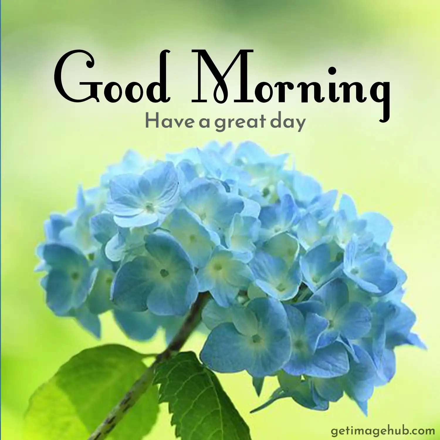 Good morning flowers pictures