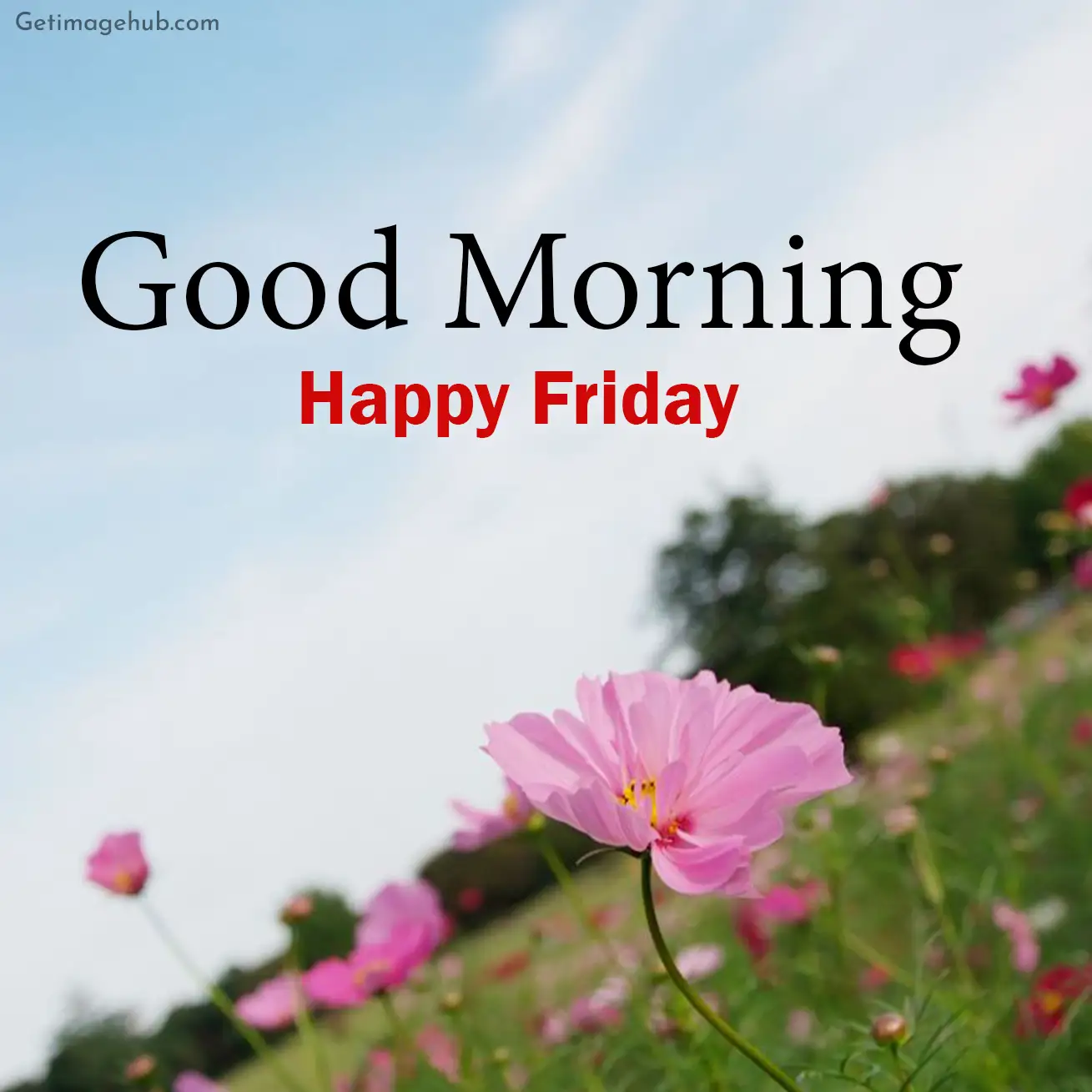 good morning friday pictures