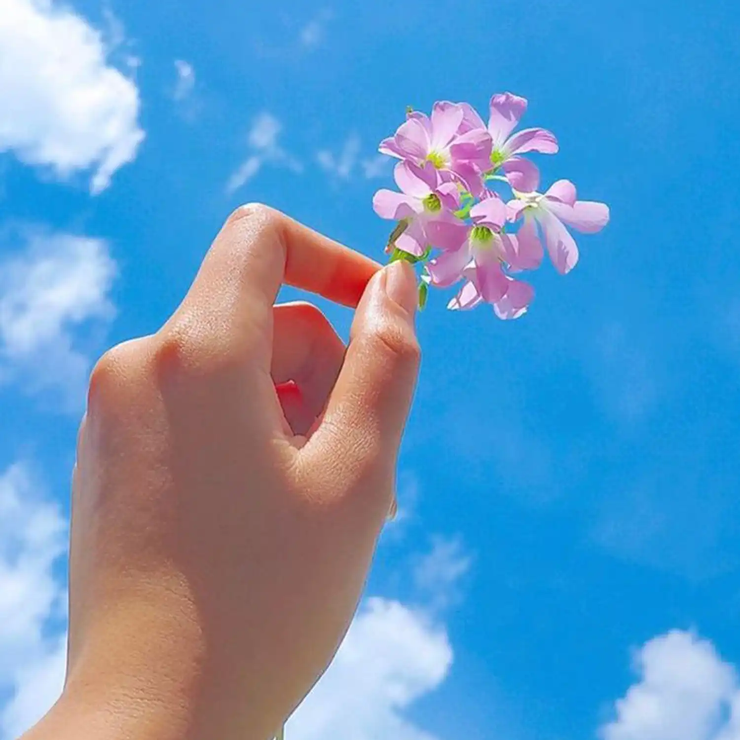 Girls DP with Flower in The Sky.webp