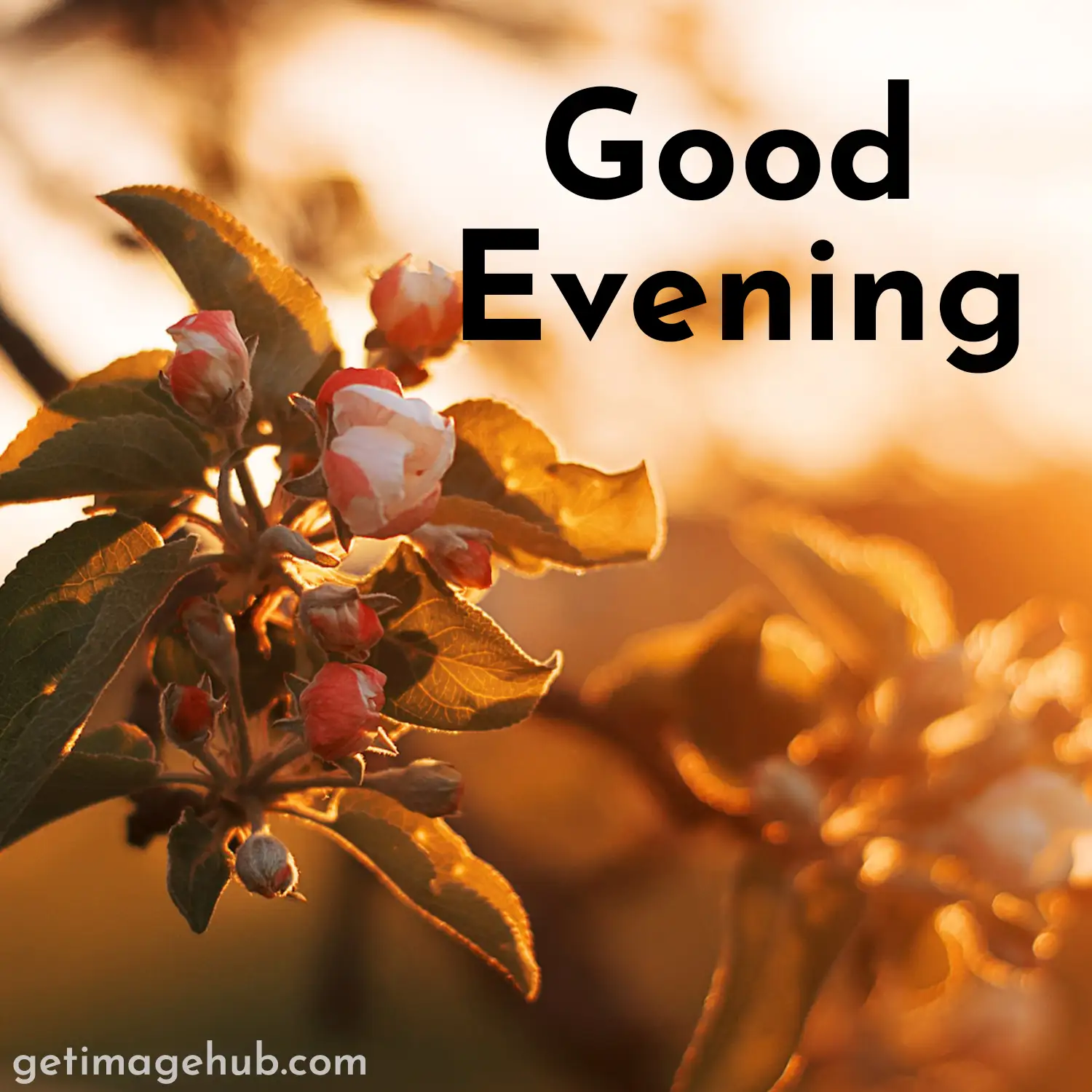 Good evening images HD