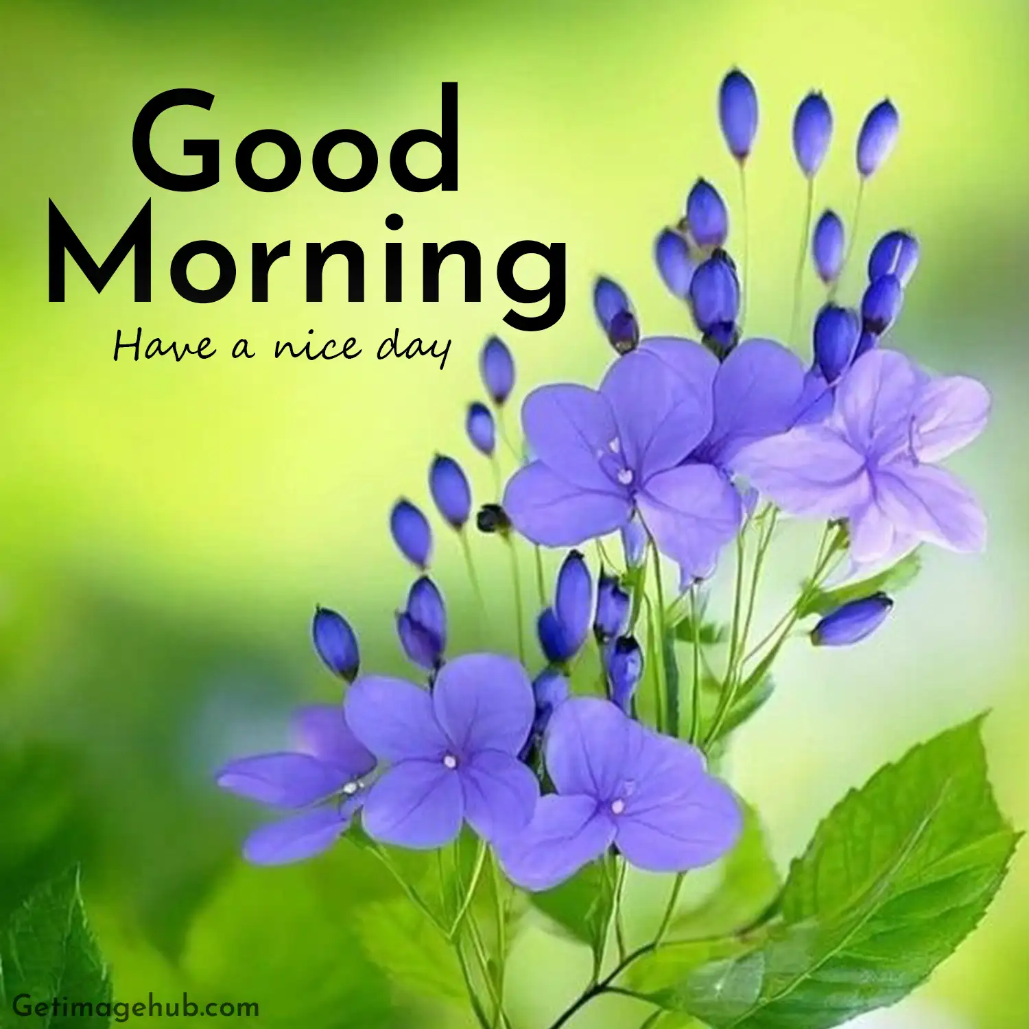 Good morning beautiful flowers images