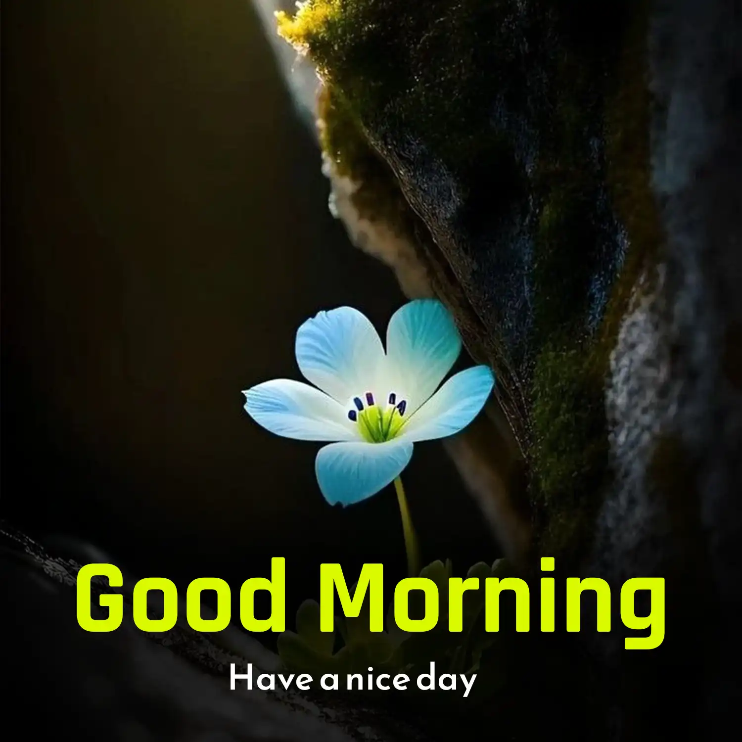 Good morning flowers pictures