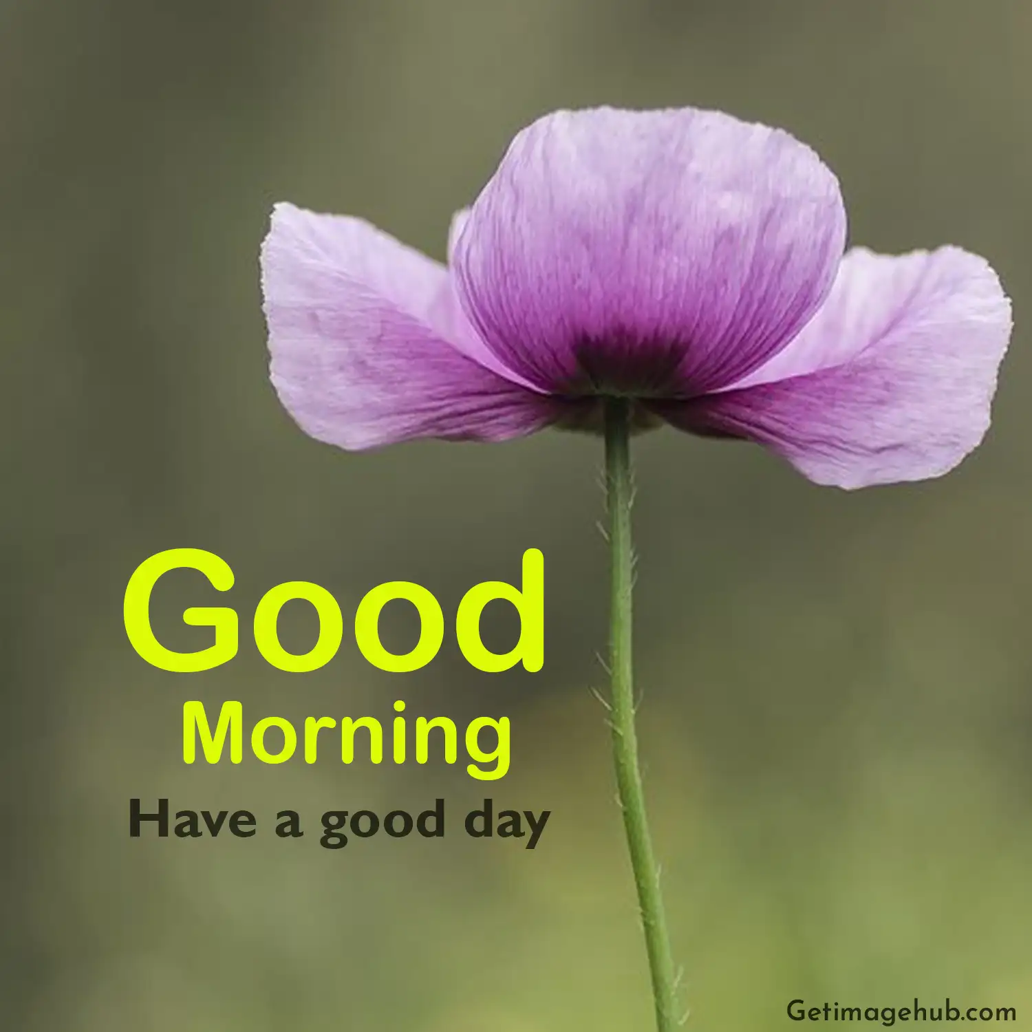 Good morning flowers pictures