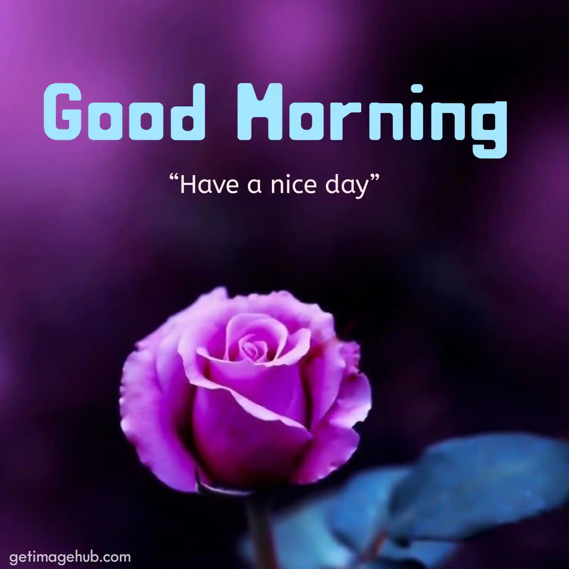 Good Morning Flowers Images HD