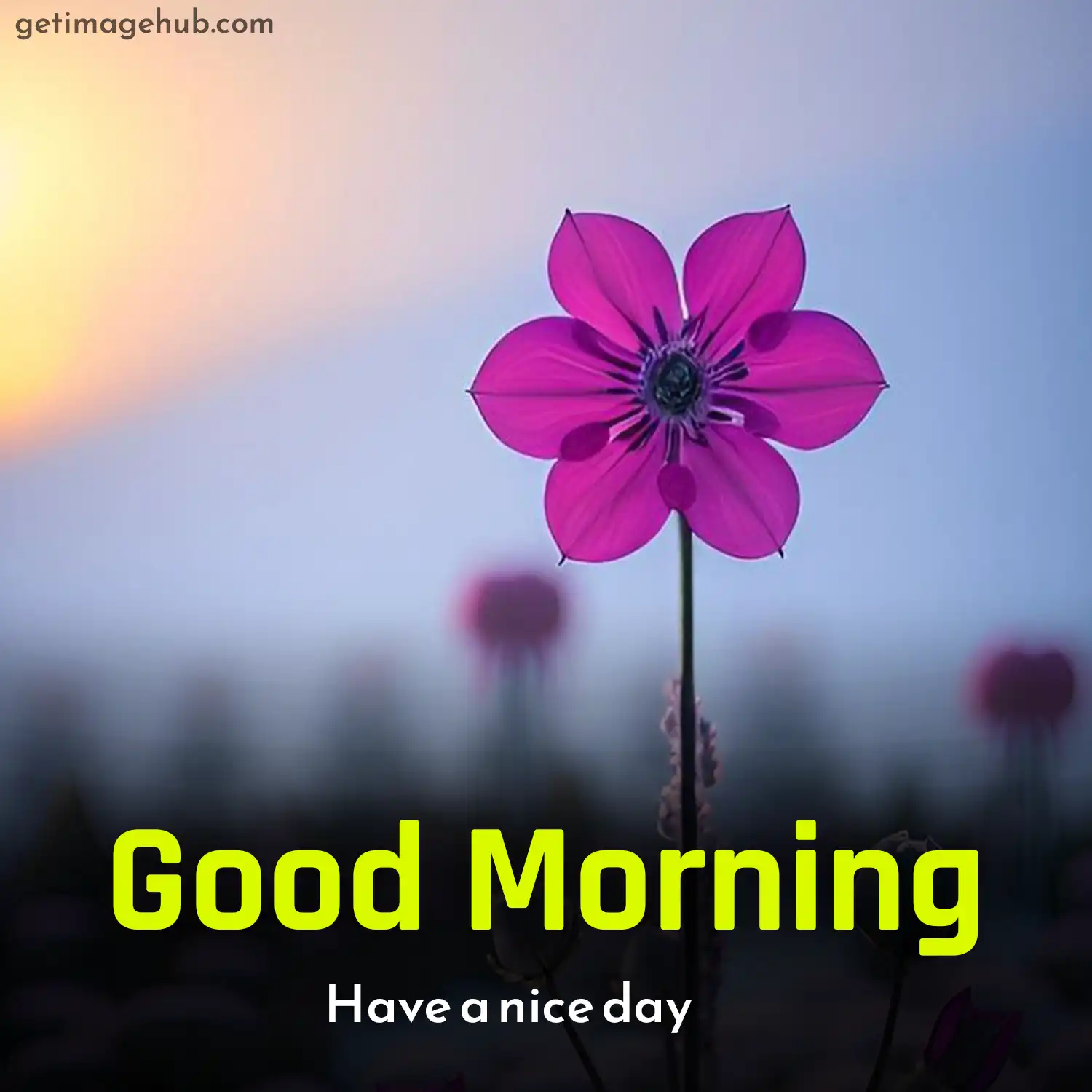 Good morning flowers pictures