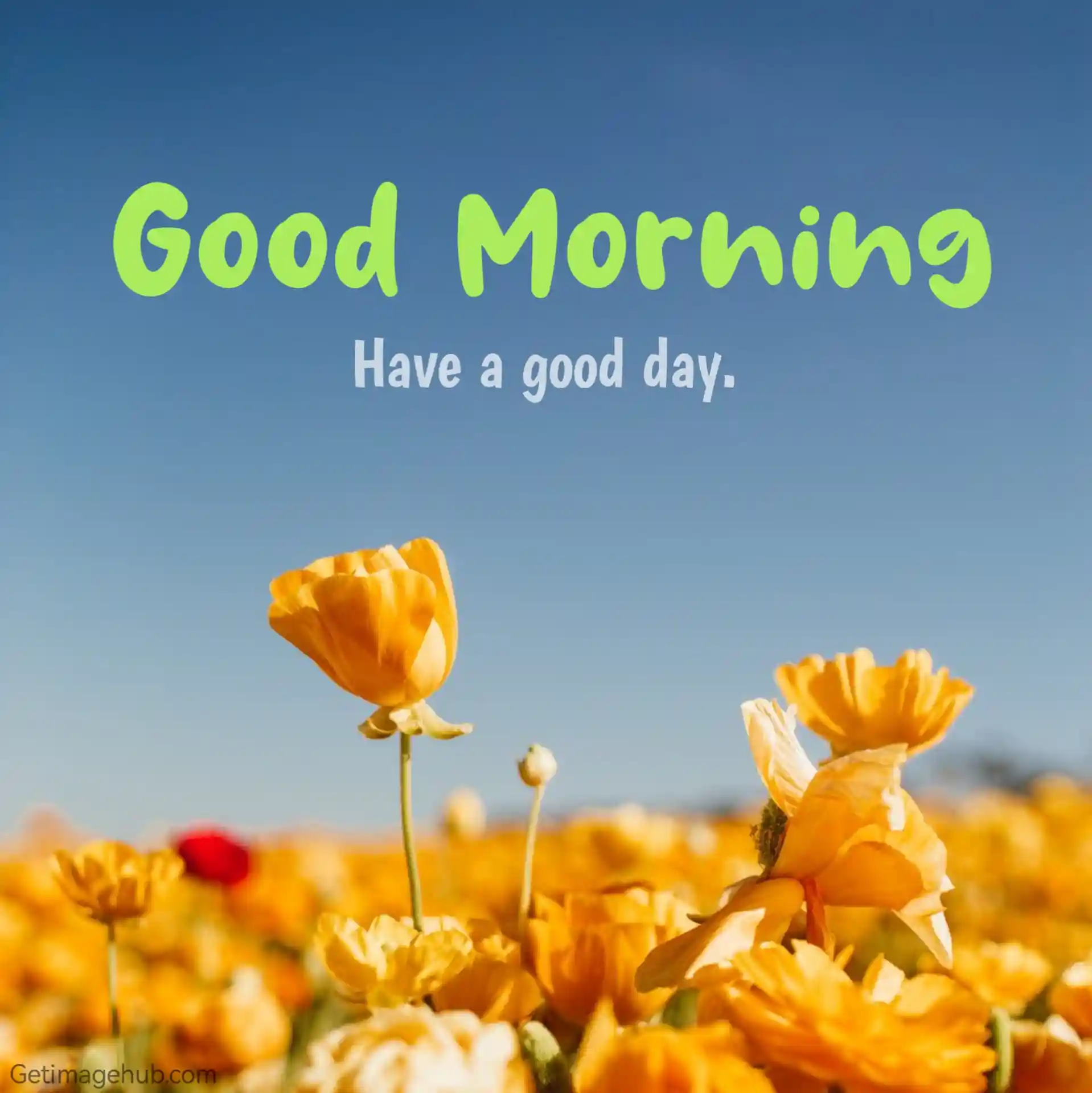 good morning flowers photos