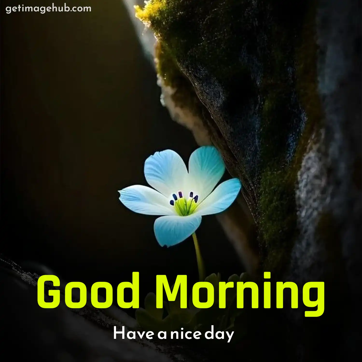 Good morning flowers pictures HD