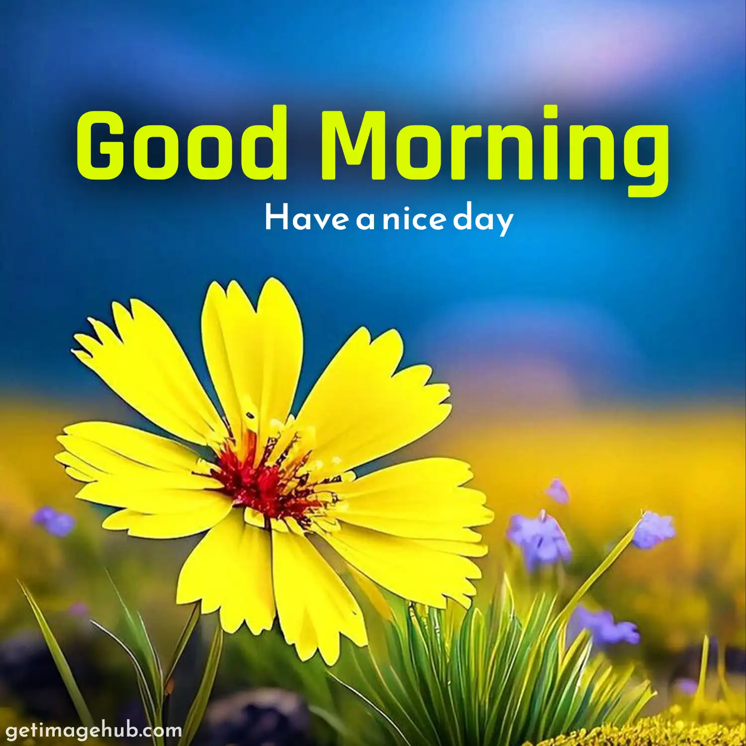 Good morning flowers pictures