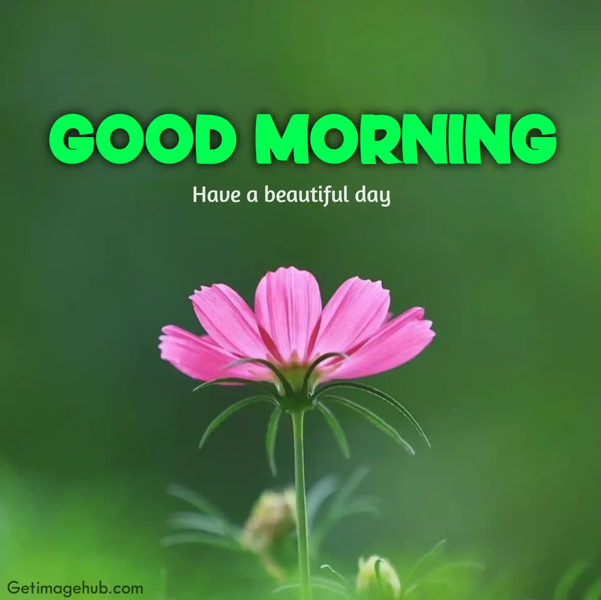 Good morning flowers HD