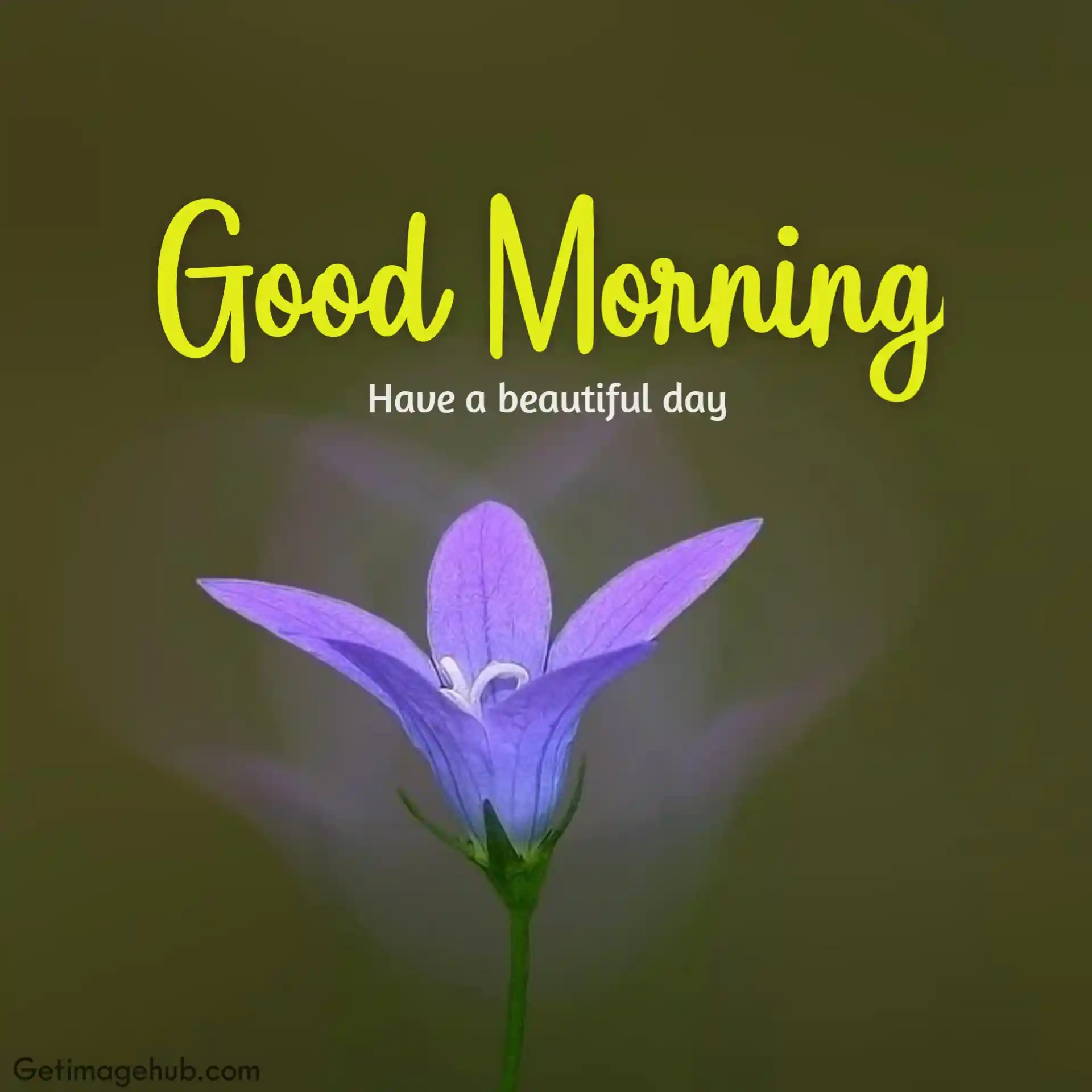 Good morning flowers pictures