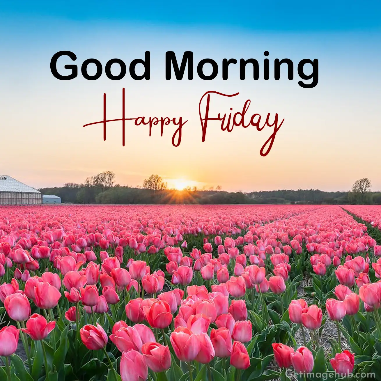 Good Morning Friday Images, Wishes & Photos for Everyone