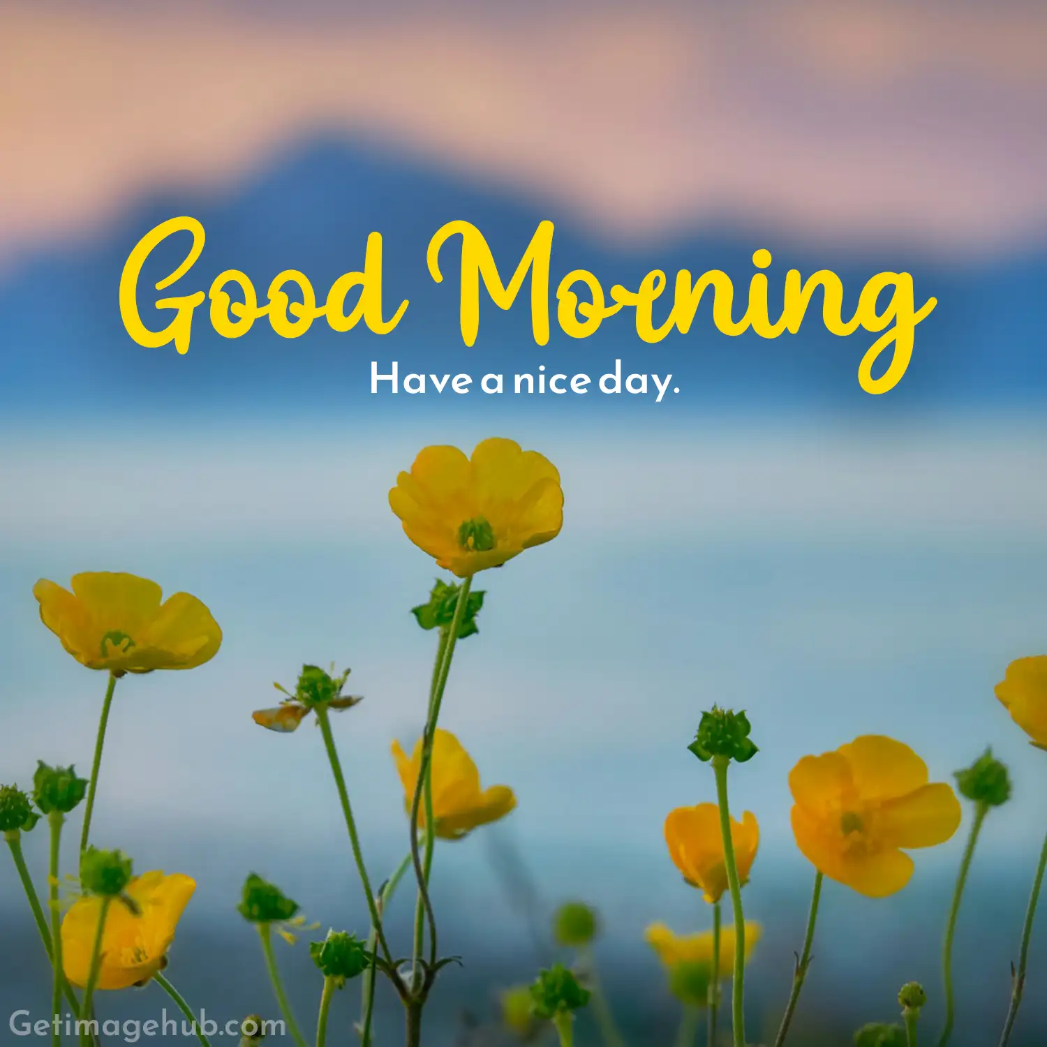 Good morning flowers pictures