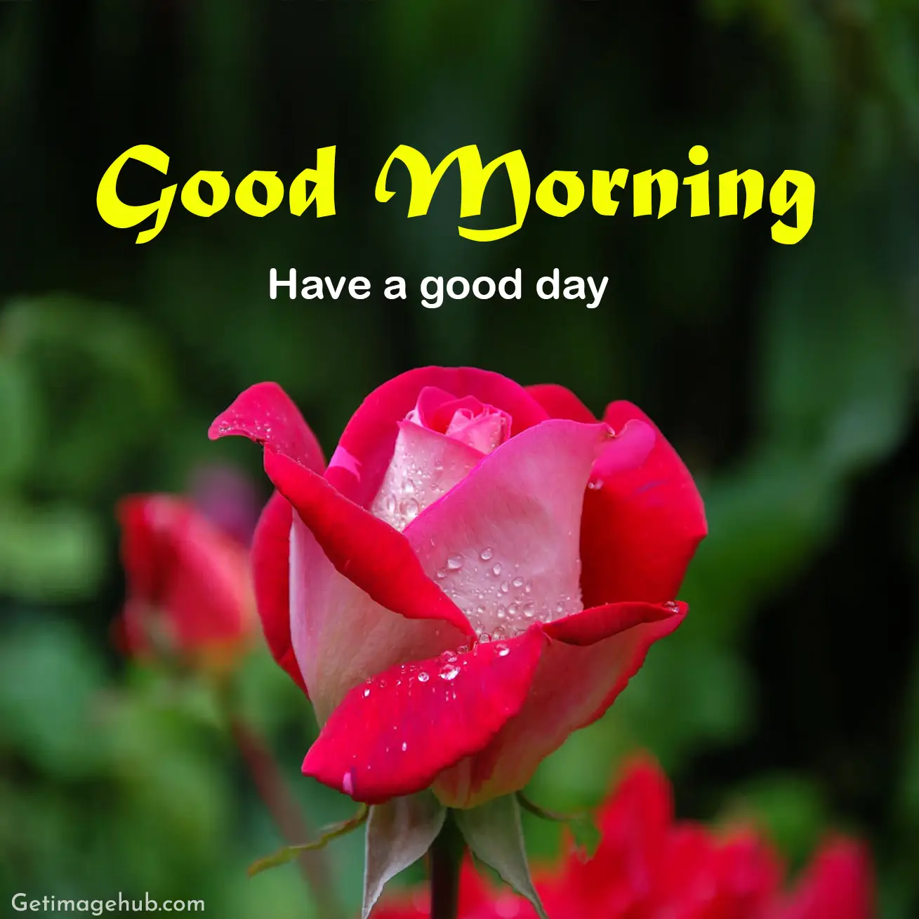 Good morning pink roses pictures