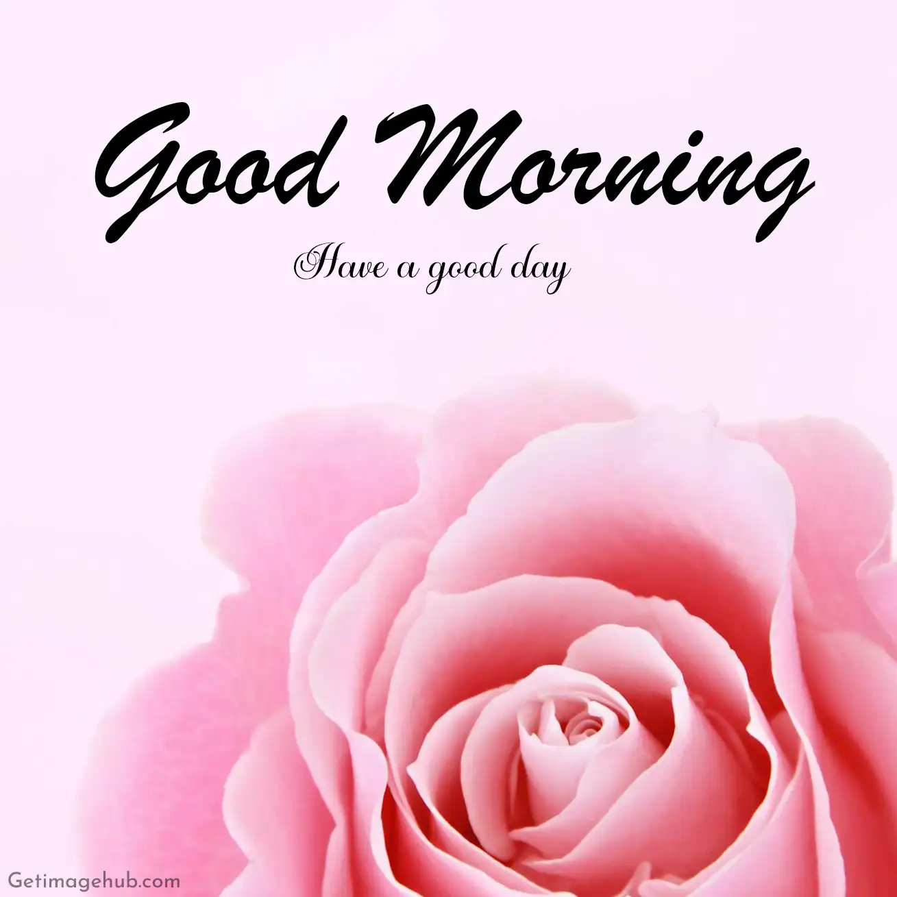 Good morning pink roses pictures