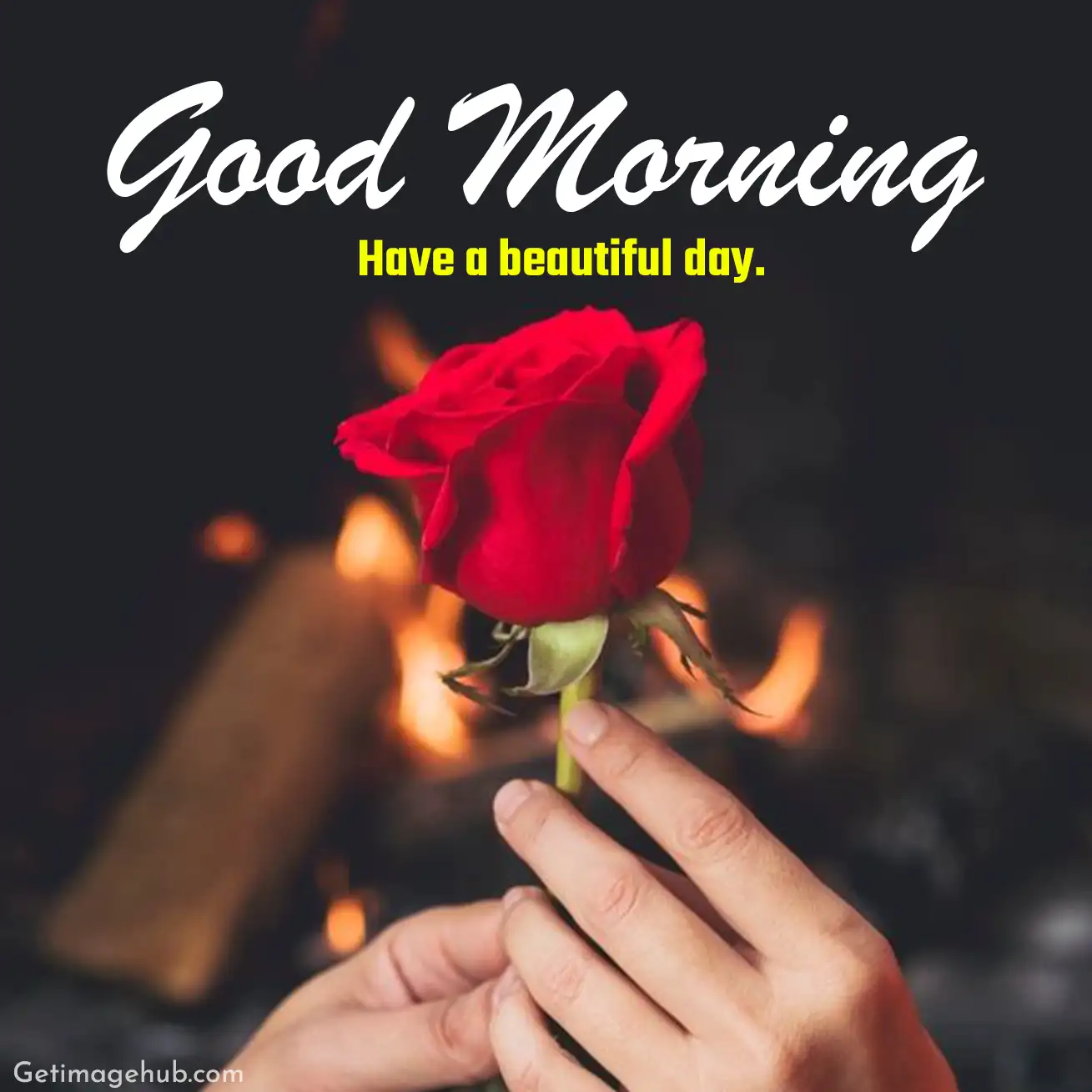 Good morning red roses pictures