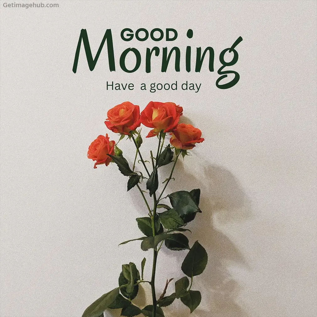 Good Morning Rose HD Images