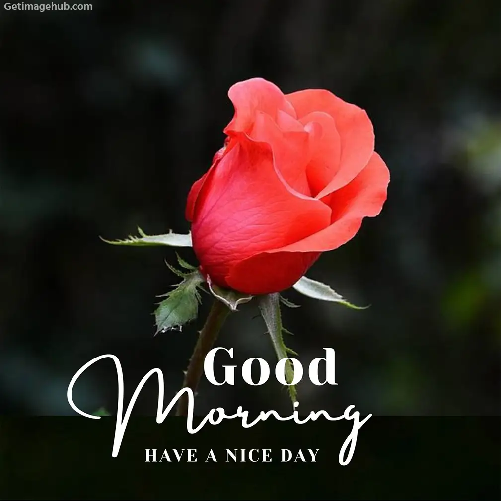 Good morning roses pictures