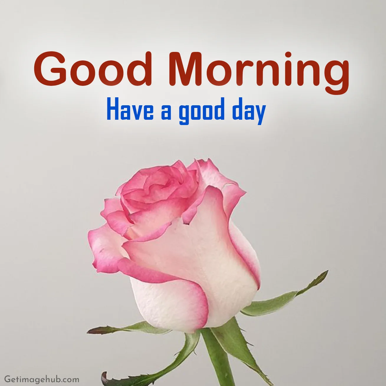 Good morning roses pictures