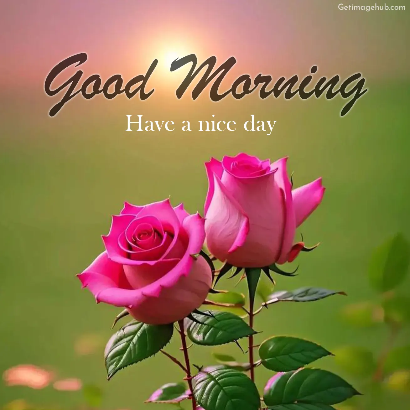 Good Morning Rose Images HD