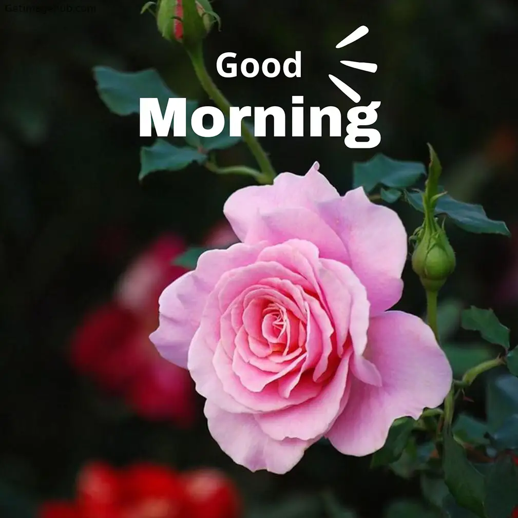 Good Morning Rose Images HD