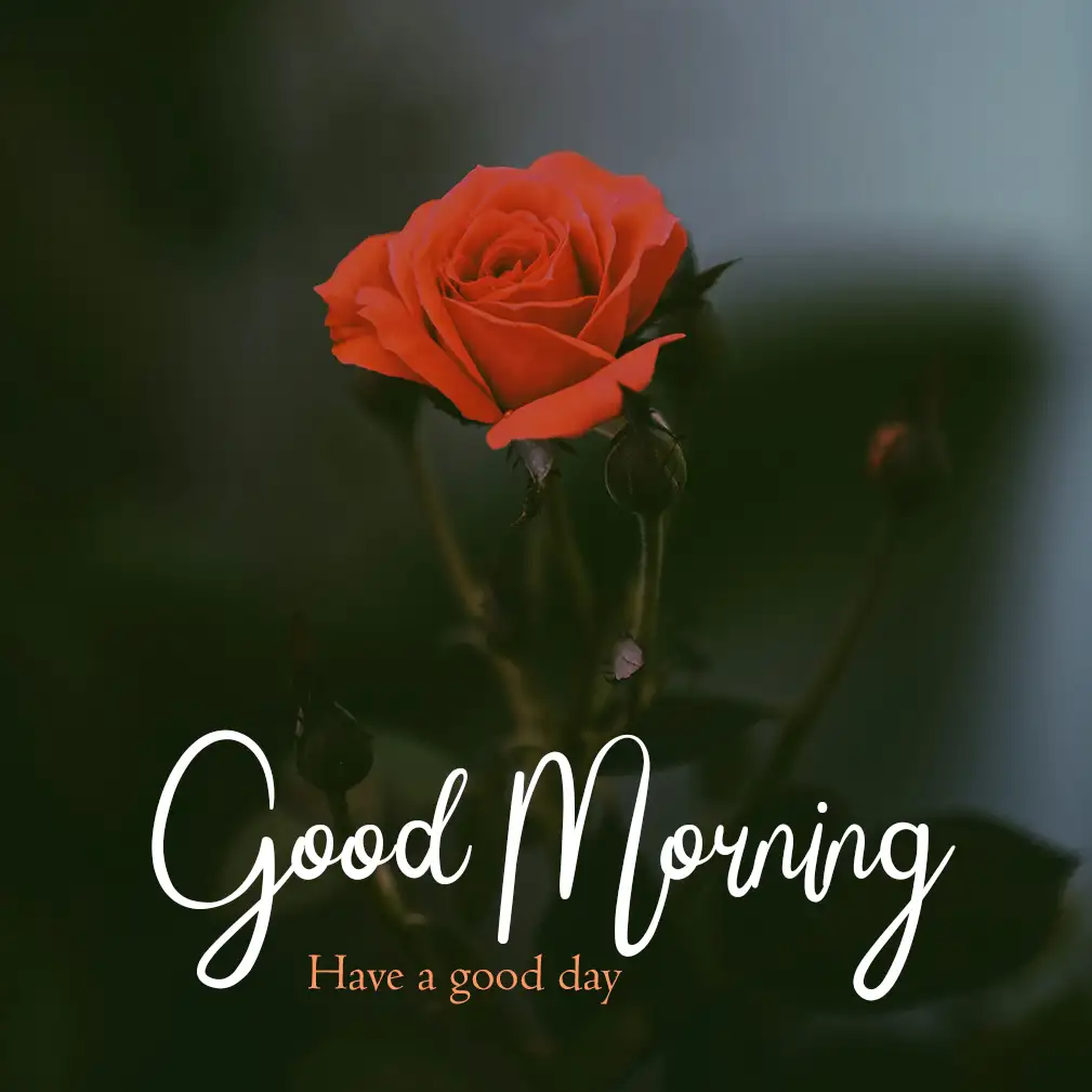 good morning roses photos