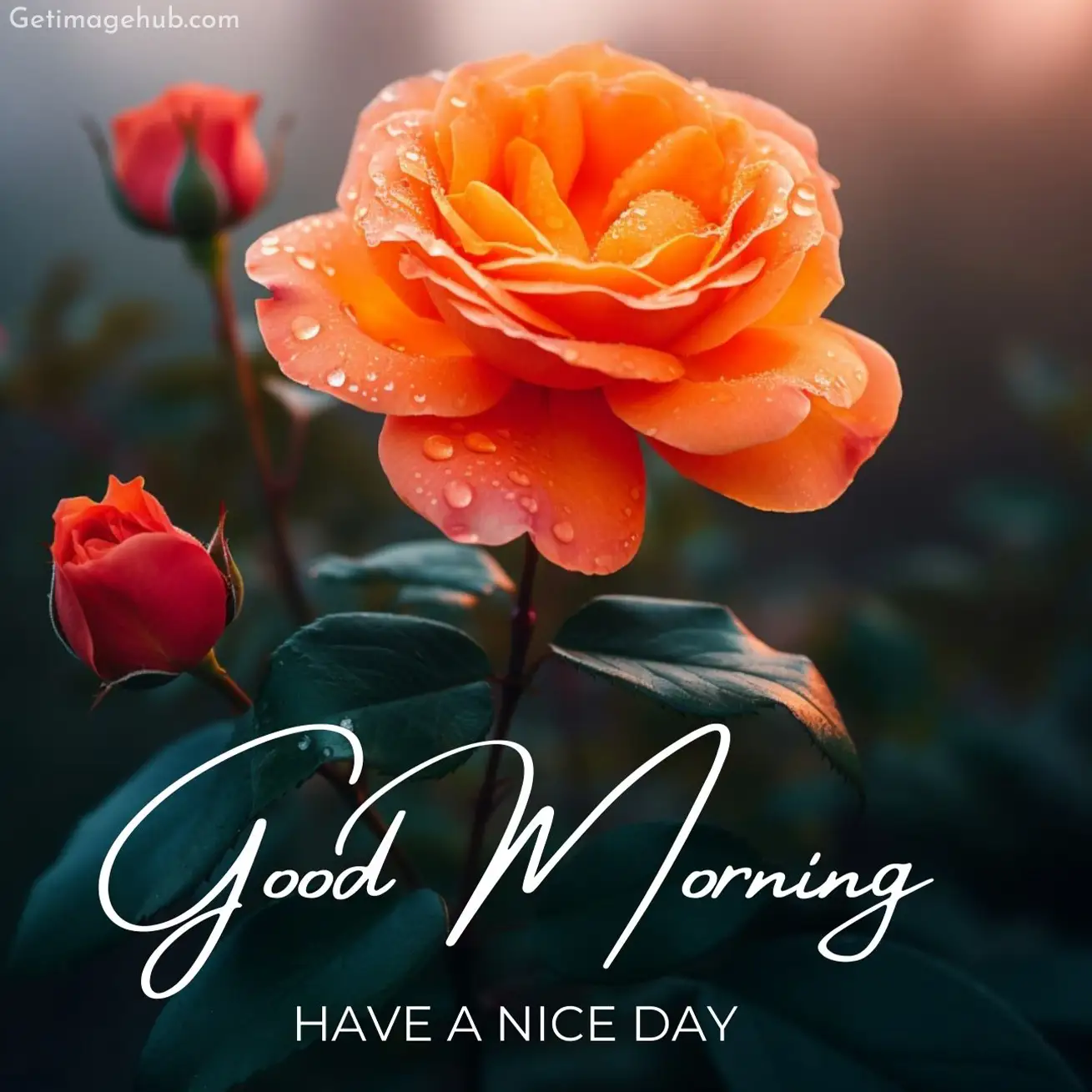 Good morning roses pictures