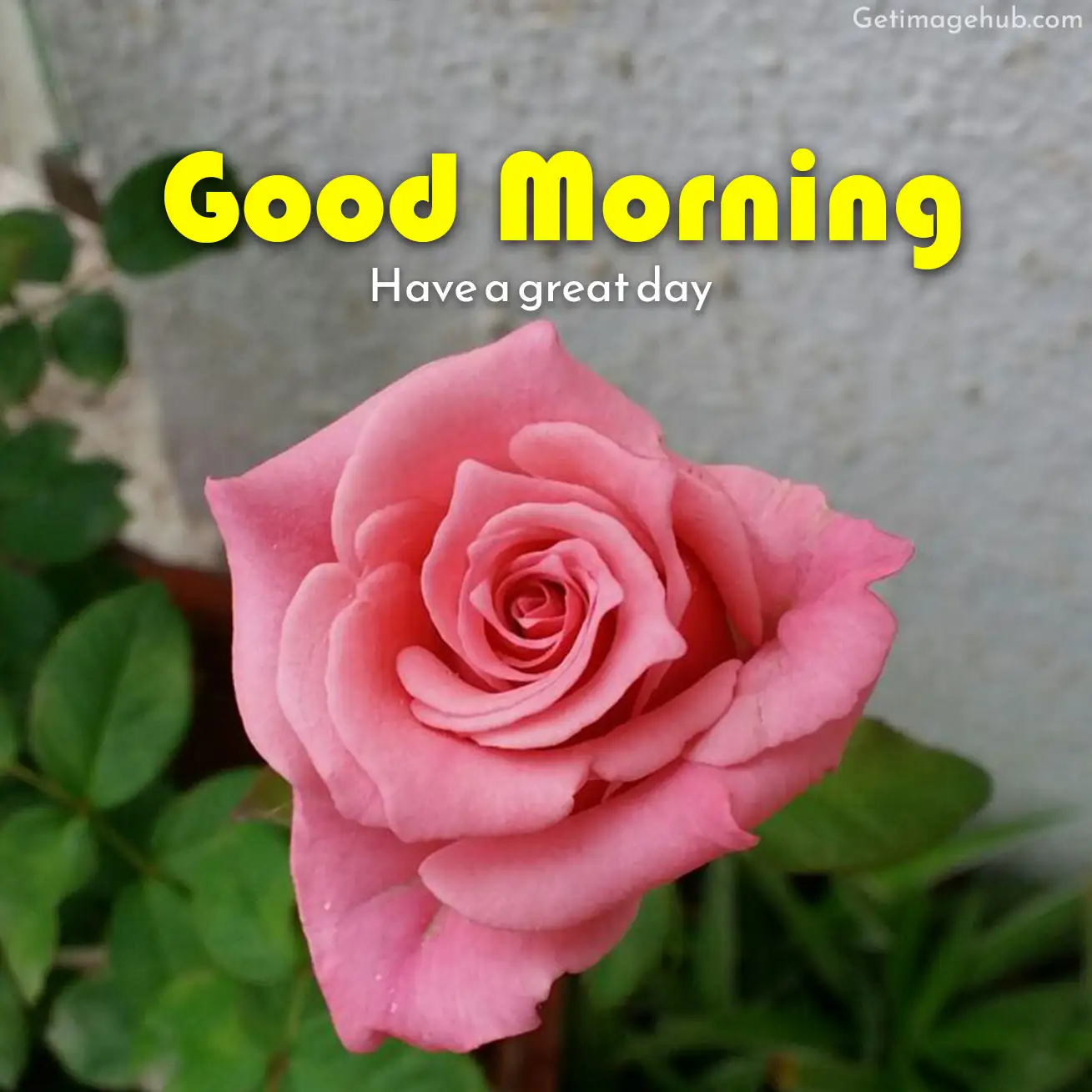 Good morning roses pictures hd free