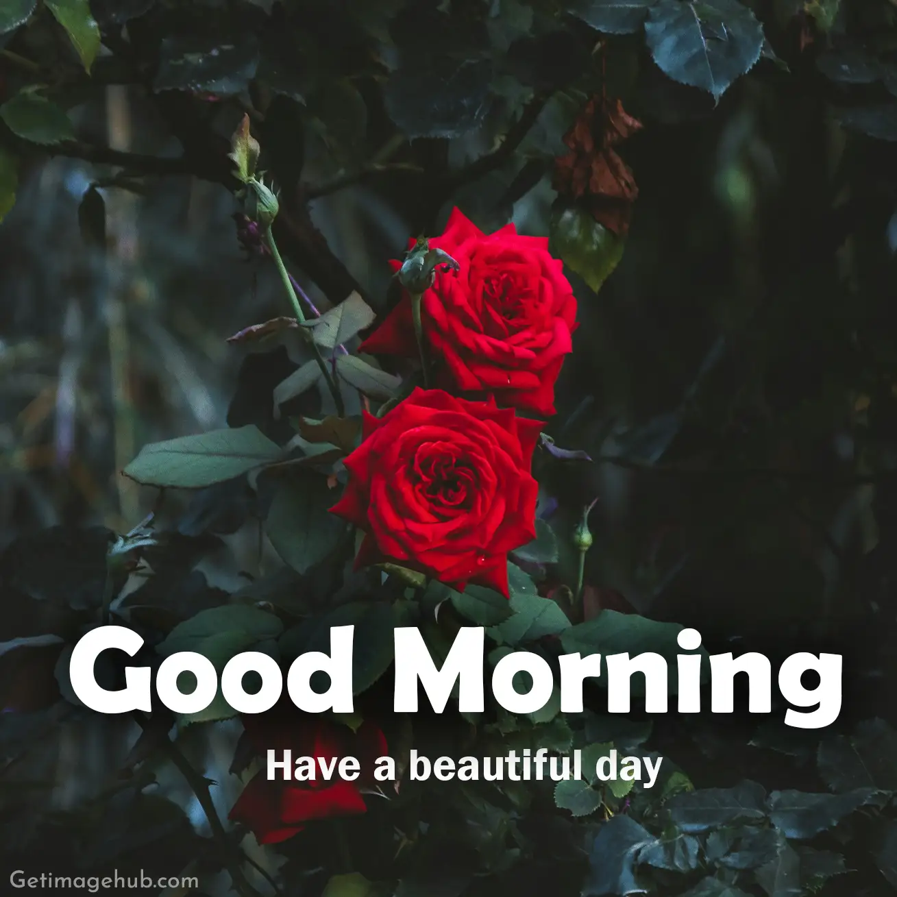 Good morning rose picture HD