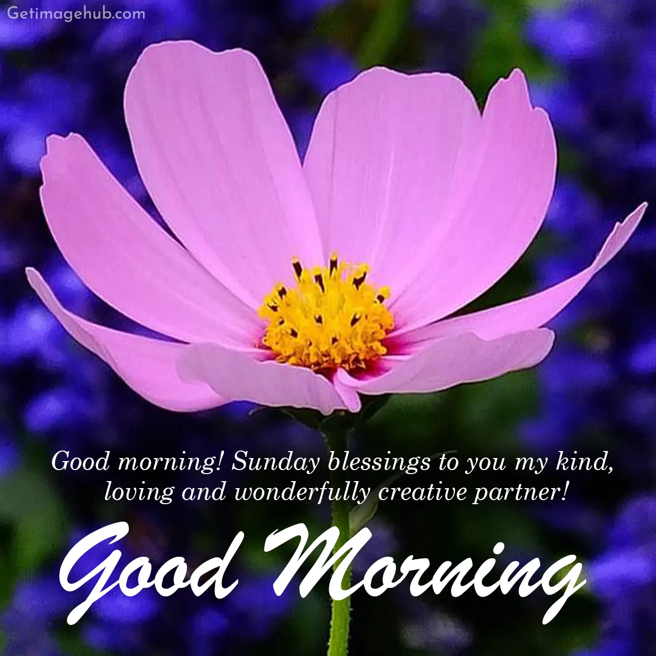 Good morning sunday wishes