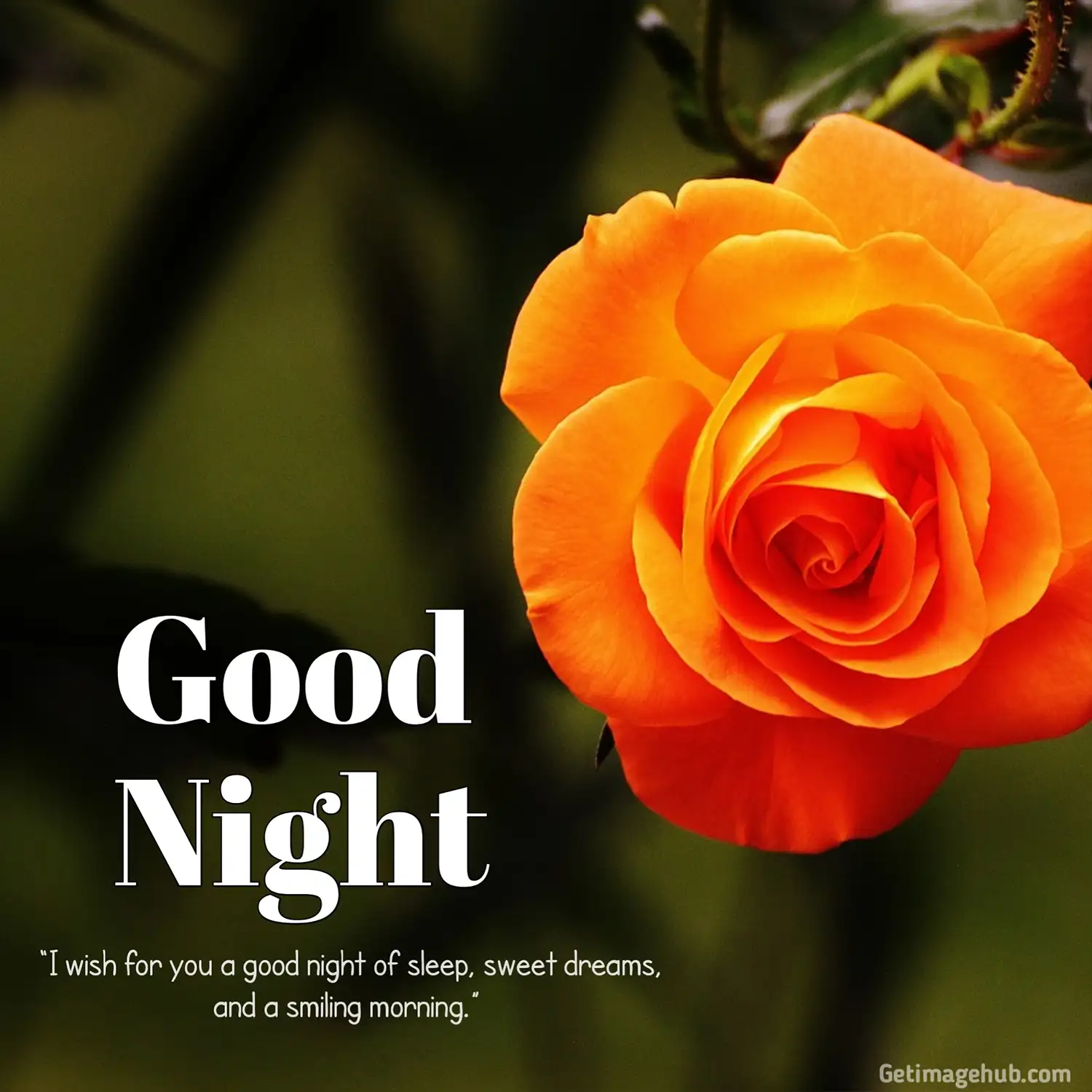 Good night flower images