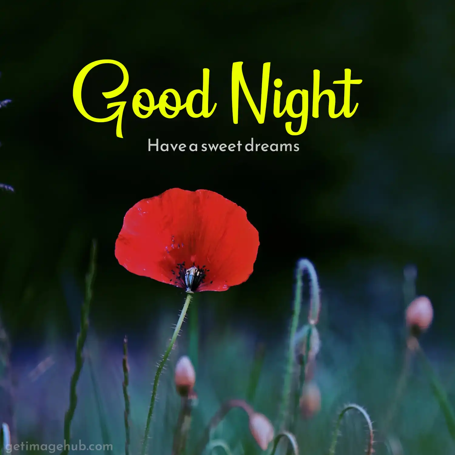 Good night flower images