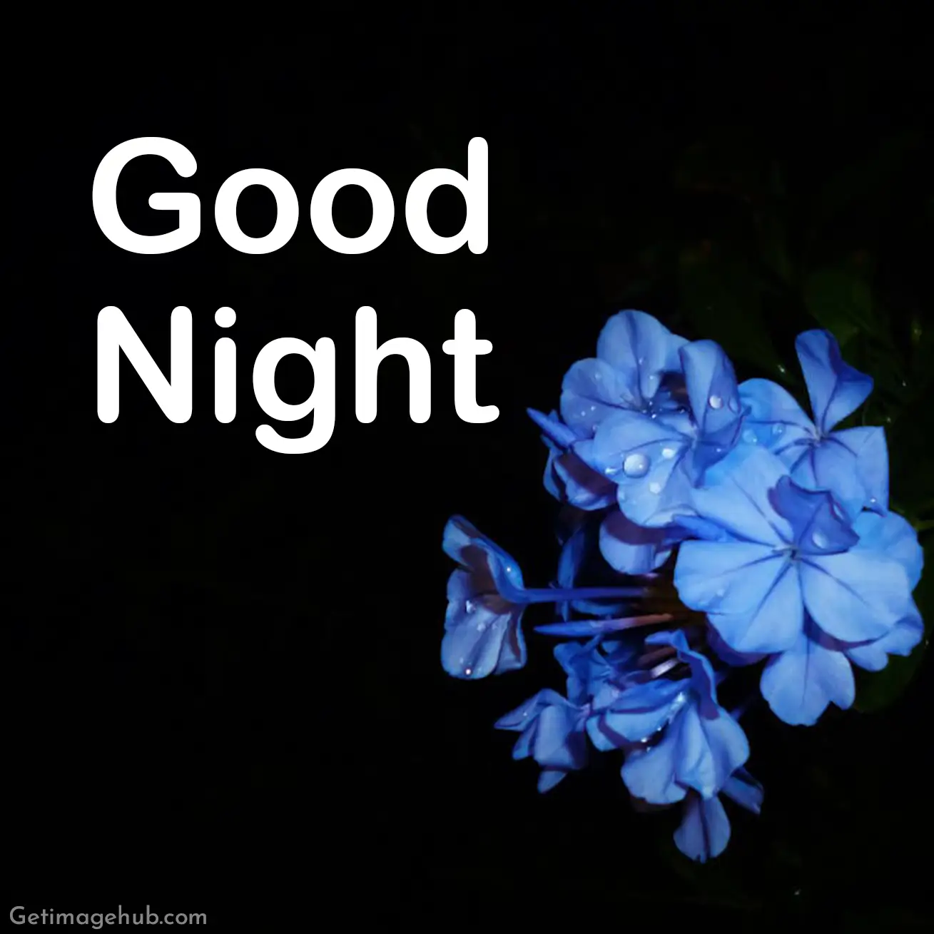 HD good night flower images