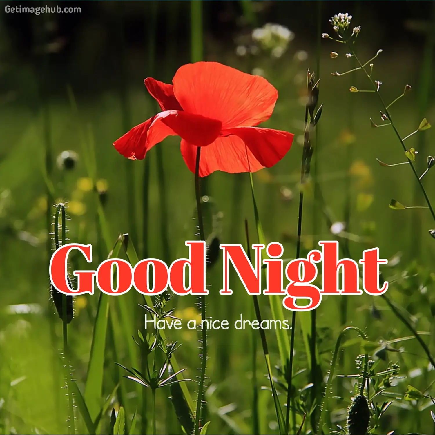 Good night flower images