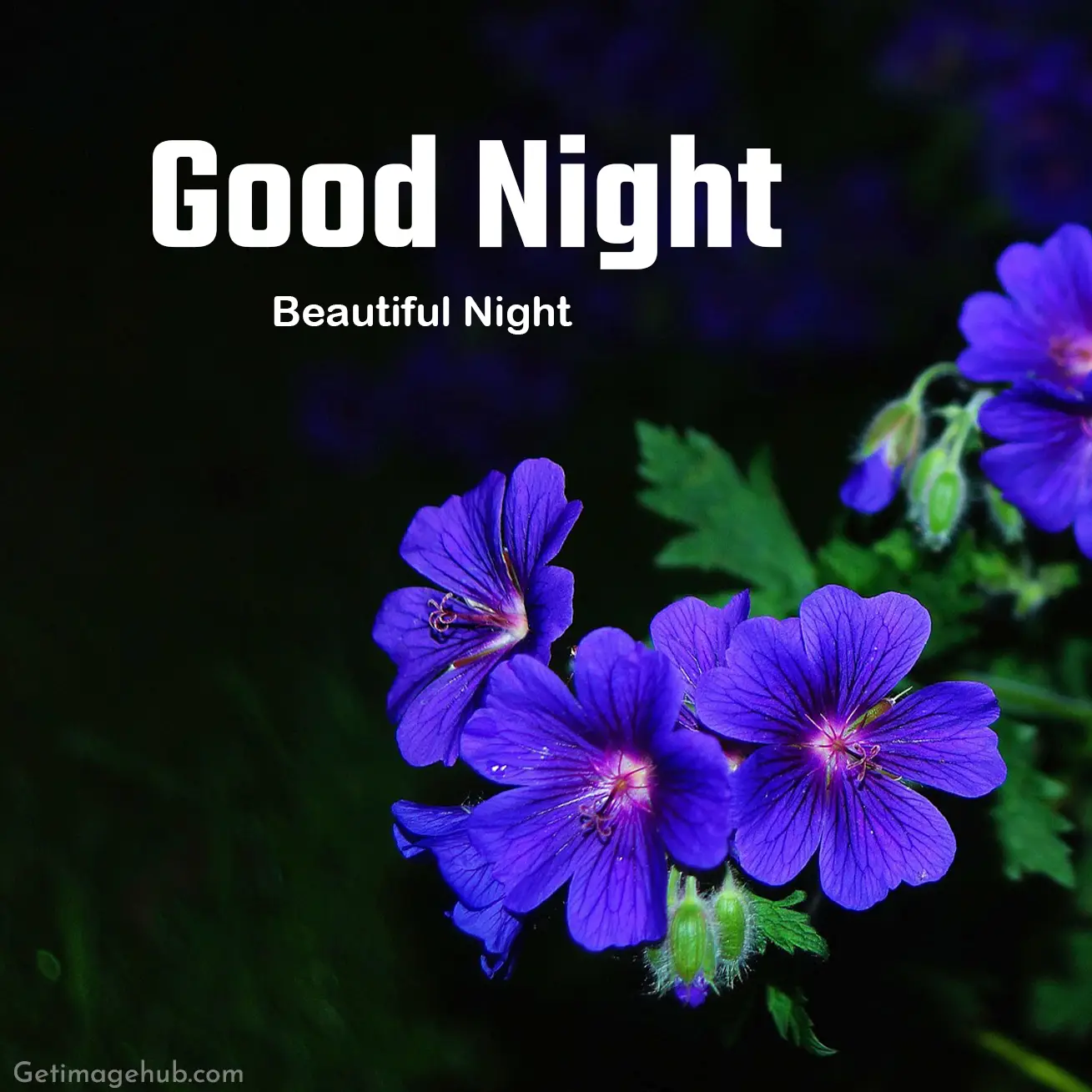 Good night flower images