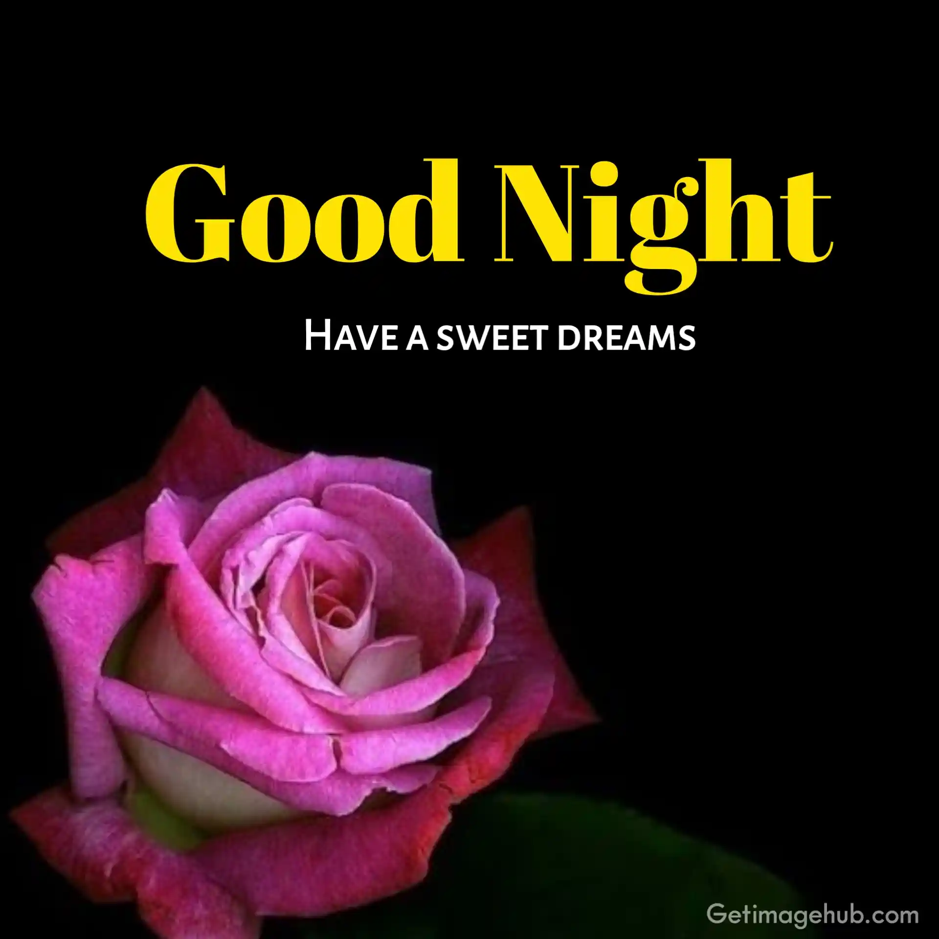 Good night roses