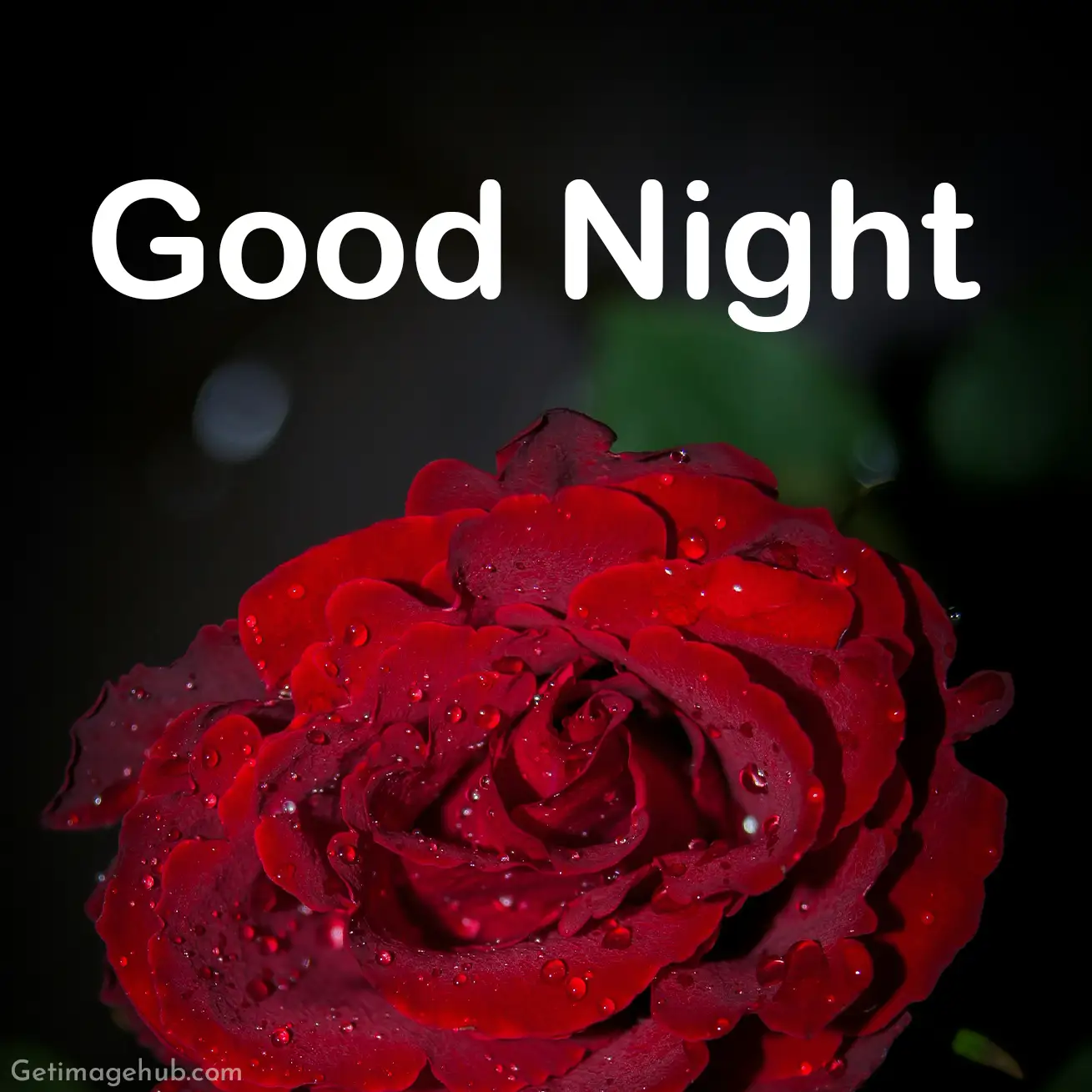 Good night rose images