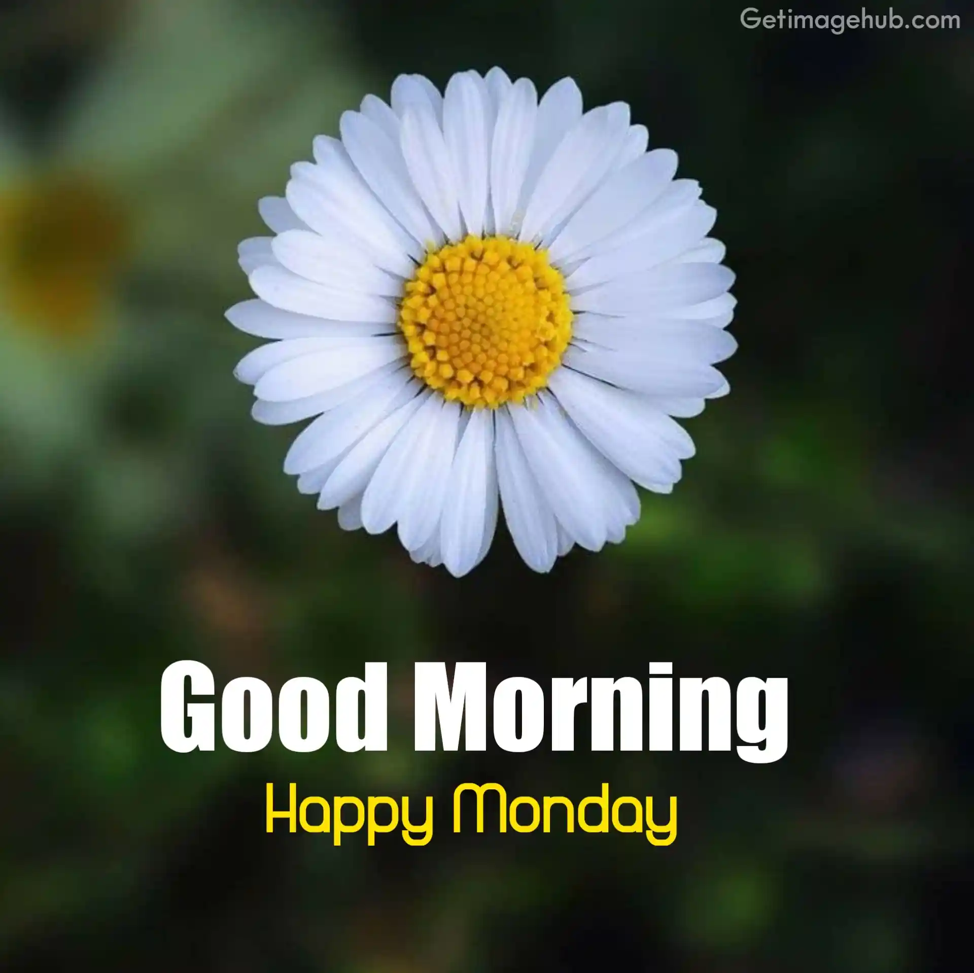 Happy Monday Images