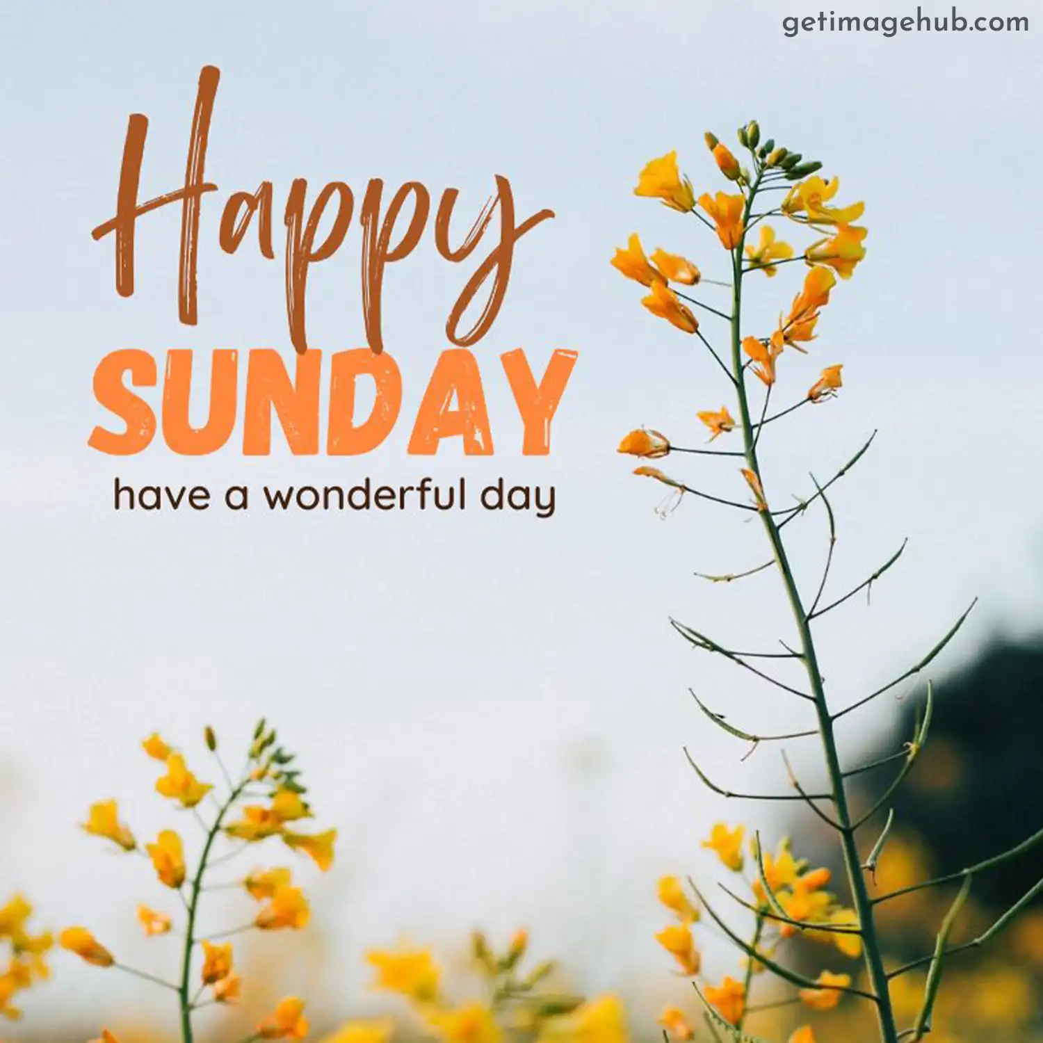 Good Morning Happy Sunday Images: HD Sunday Morning Photos