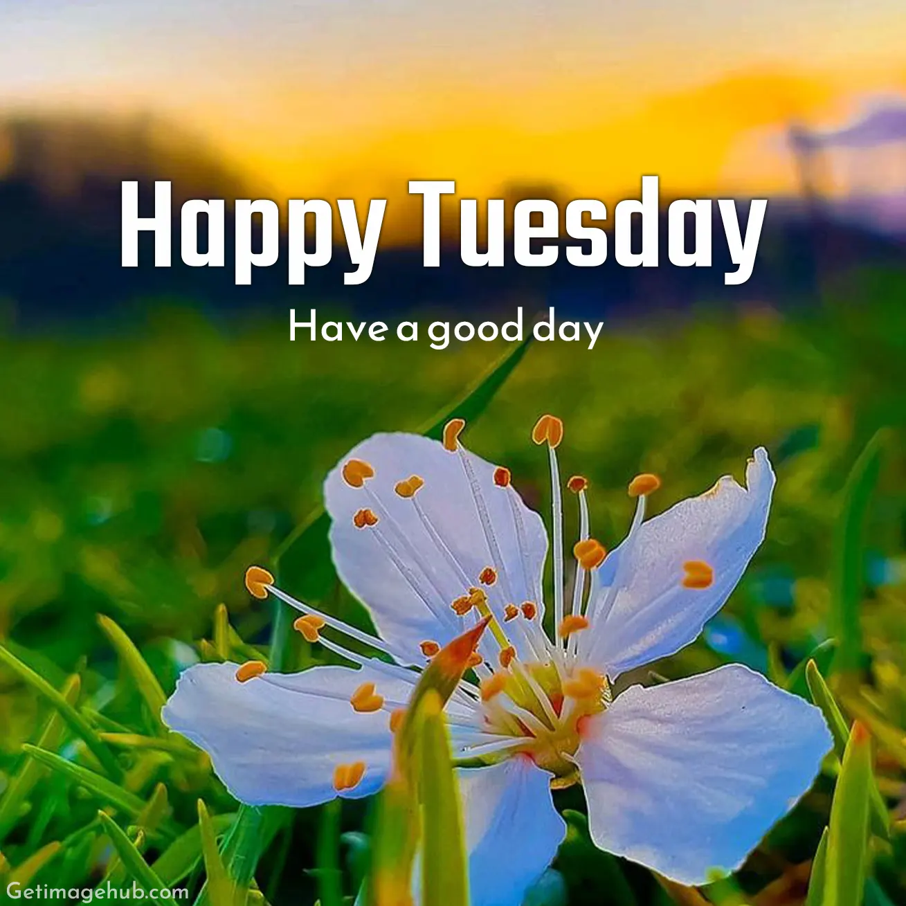 Happy Tuesday Good Morning Images New