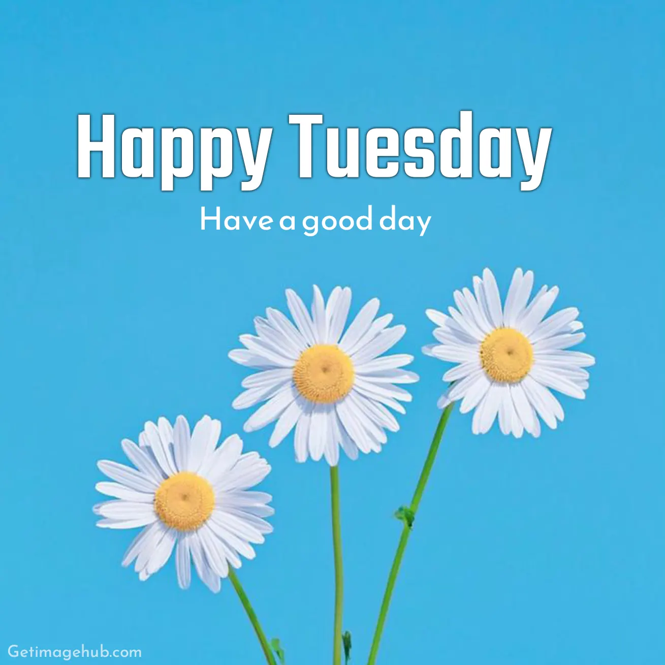 Happy Tuesday Good Morning Images HD