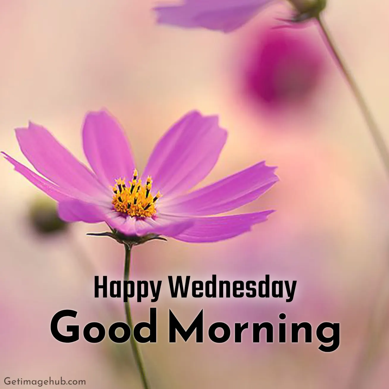 Happy Wednesday Good Morning Images