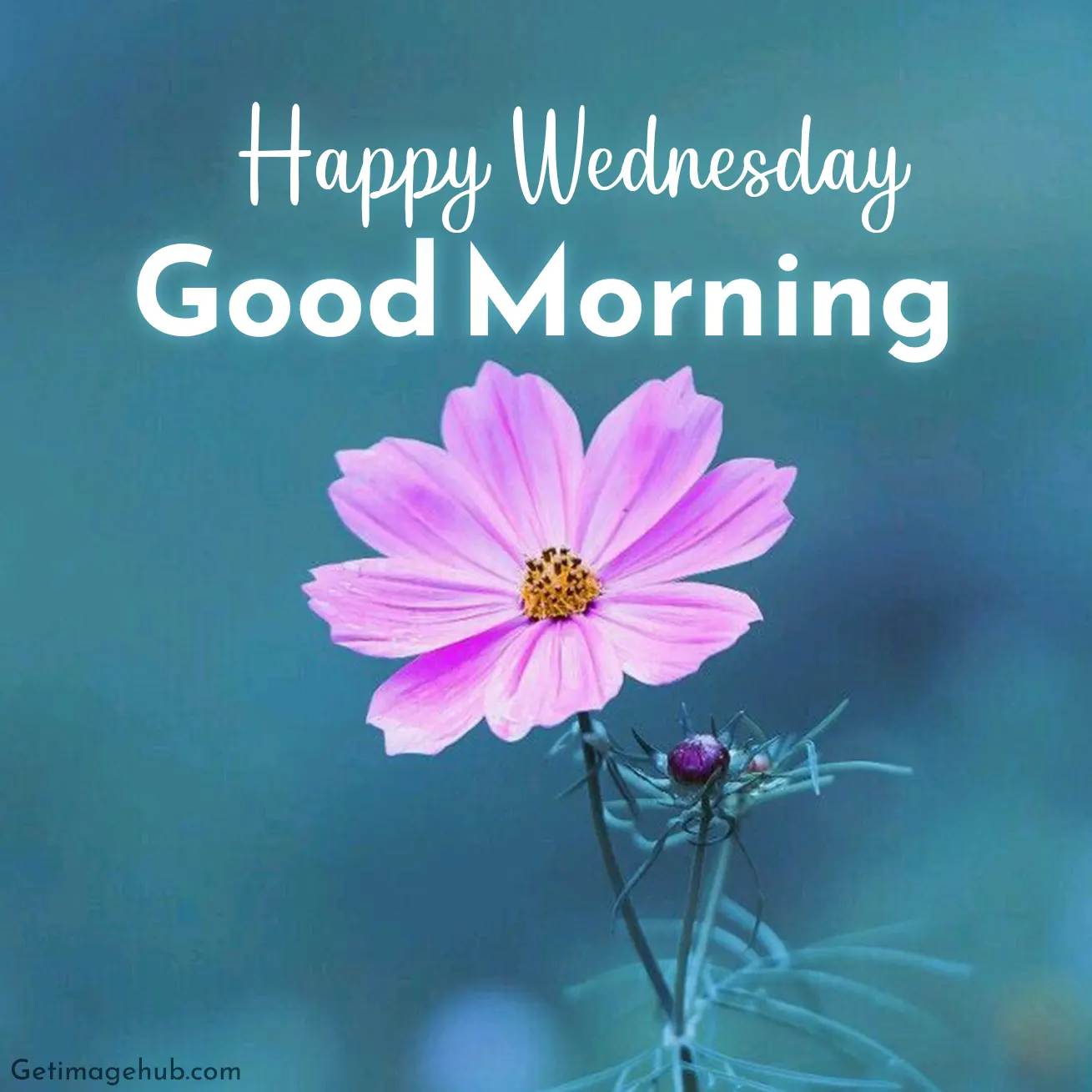 good morning wednesday images