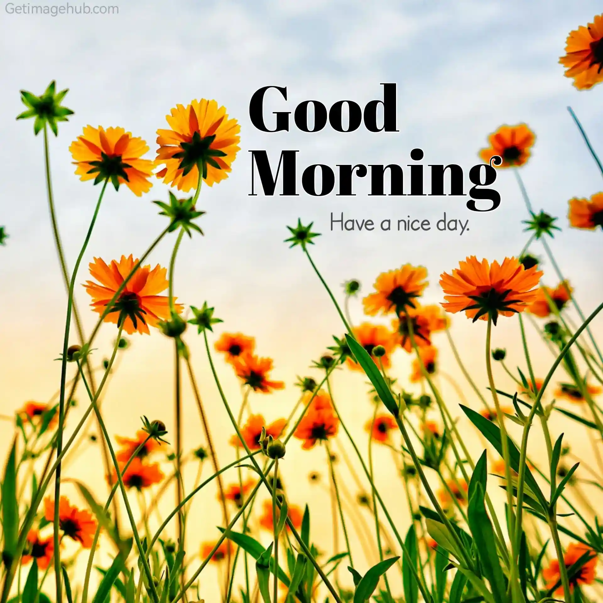 New Good Morning Images with Flowers