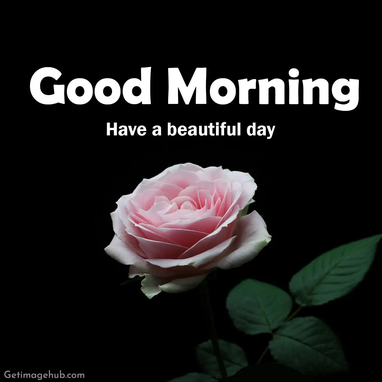 New Good Morning Rose HD