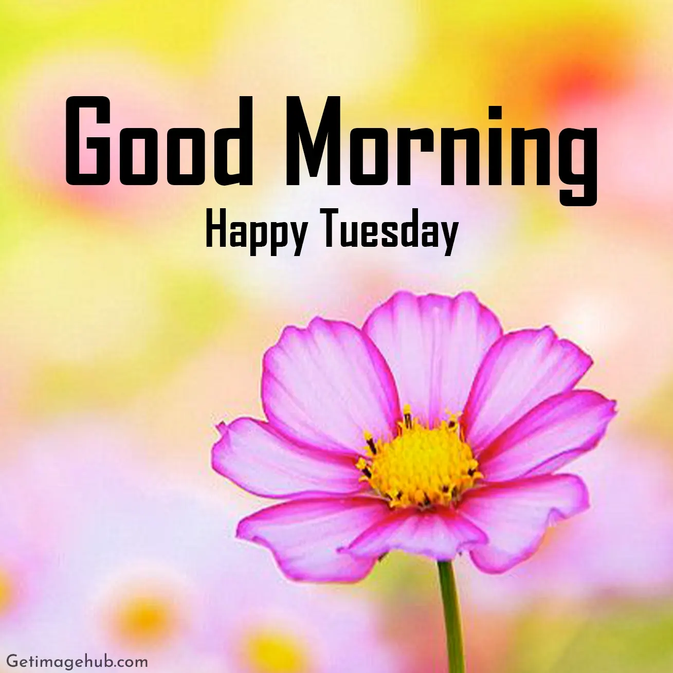 Tuesday Good Morning Images, Pictures & HD Photos