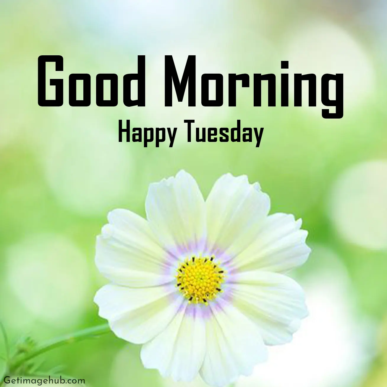 Good morning tuesday pictures hd